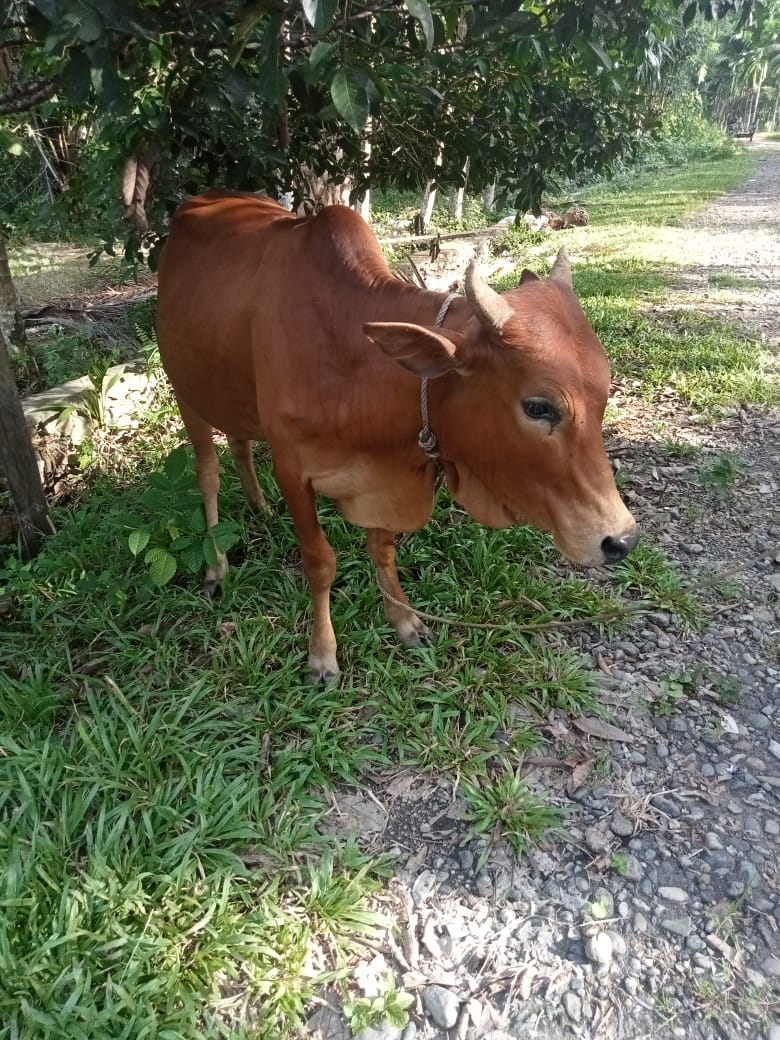 hewan ternak masyarakat tuwi kaye dipelihara untuk dimanfaatkan daging sebagai pangan masyarakat.